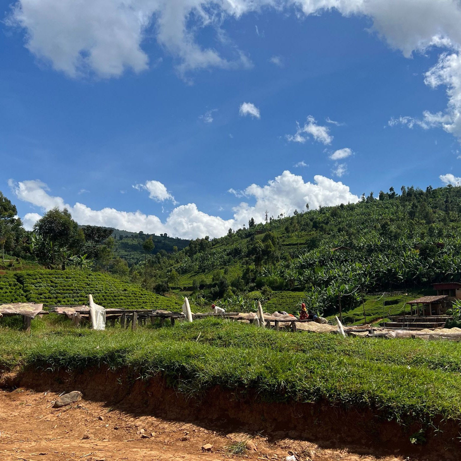 Burundi Matongo - Limited Release