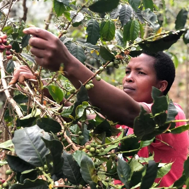 Rambagirakawa Rwanda - Limited Release