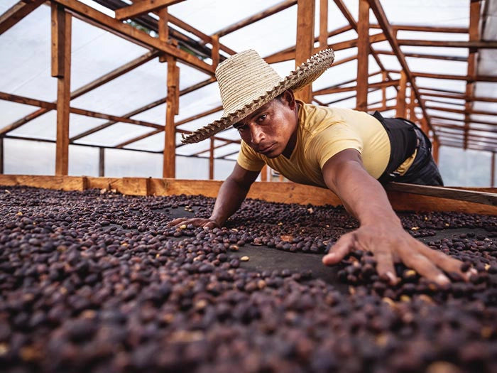 18 Rabbit Honduras - Limited Release Biodynamic