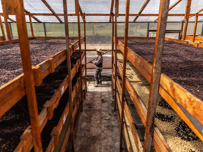 18 Rabbit Honduras - Limited Release Biodynamic