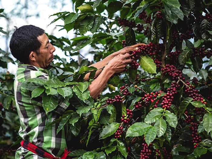 18 Rabbit Honduras - Limited Release Biodynamic