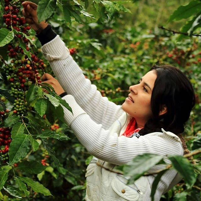 18 Rabbit Honduras - Limited Release Biodynamic